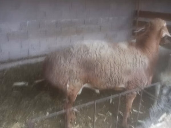 Ram, Sheep — Kyrgyzstan