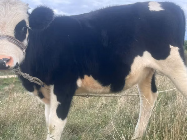 Cow, Cattle — Moldova
