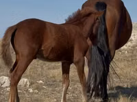 Kuda betina, Kazakh horse — foto 3