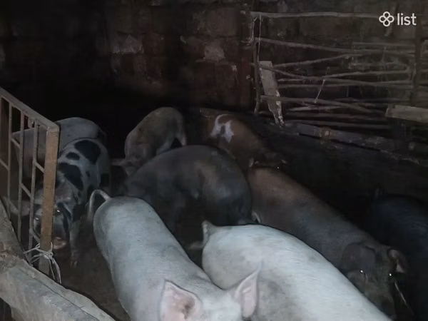 Boar, Pigs — Armenia