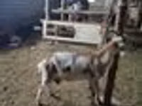 Kozel, Nubian Goat — foto 8