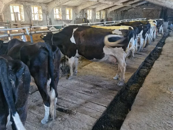Cow, Holstein breed — Moldova