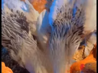长门鸡 — 照片 3