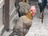 Chickens — عکس 1