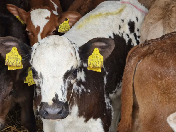 گاو و گوساله (گروه، جنسیت مشخص نشده), Simmental cattle