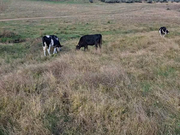 Ko, Russian Black pied cattle
