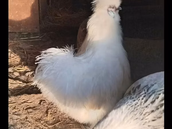 سیلکی