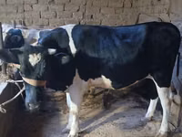 सांड, Russian Black pied cattle — फ़ोटो 1