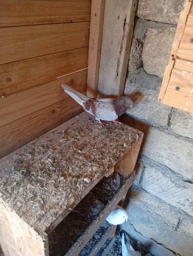 Serinka mayadı ünvan Mərdəkan