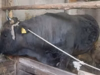 Bull, Swiss cattle — photo 4