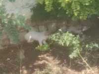 Boar, Pigs — photo 1