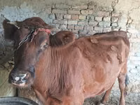 गाय, मवेशी — फ़ोटो 2
