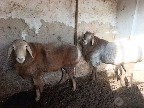 Får (parti, køn ikke angivet), Arashan sheep