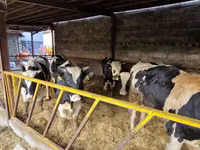 公牛, Holstein breed — 照片 2
