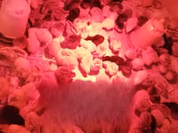 Chickens — foto 3