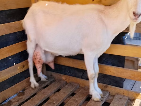 Capra, Saanen goat