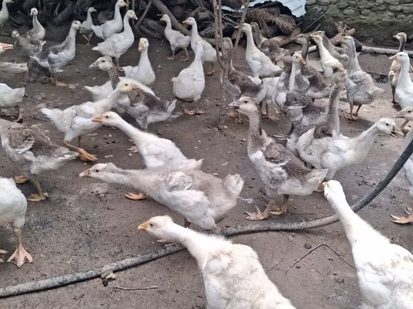 Geese — Азербайджан