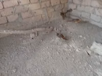 Quails — photo 3