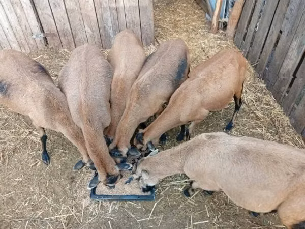 Sheep, Cameroon sheep