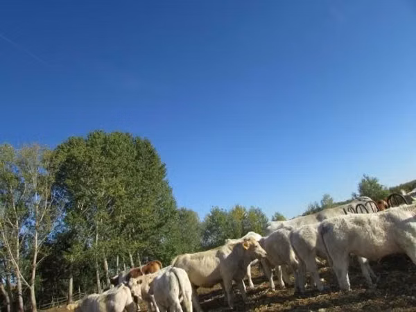 گاو نر, Charolais cattle