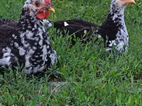 Chickens — sawirka 4