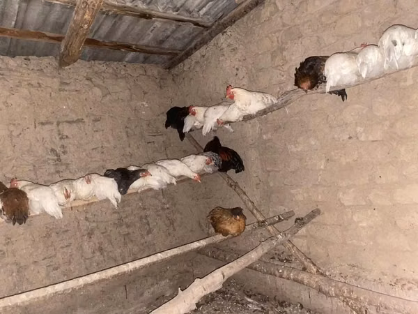 Chickens — কিরগিজিস্তান