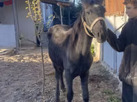 Kuda betina, Horses — foto 2