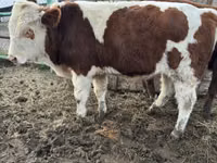 Bou, Capra ucraineană cu cap alb — foto 1