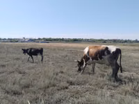 公牛, Cattle — 照片 3