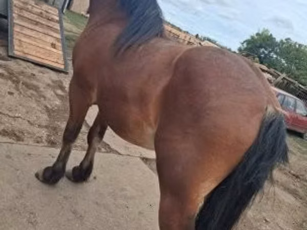Horse (M), Horses — Hungary