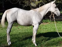 Horse (M), Quarter Horse — photo 2
