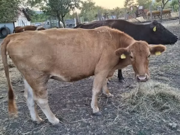 Cow, Cattle — Hungary