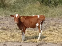雌牛, Swiss cattle — 写真 3