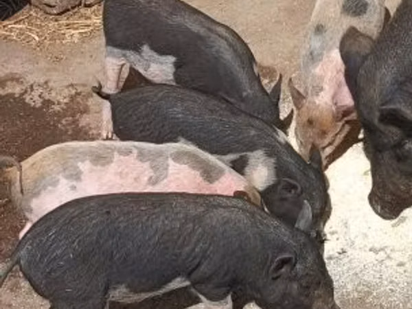 Boar,  — Hungary