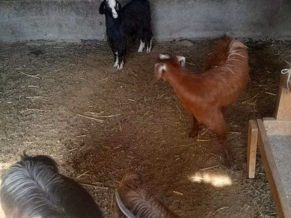 بکری, Alpine goat