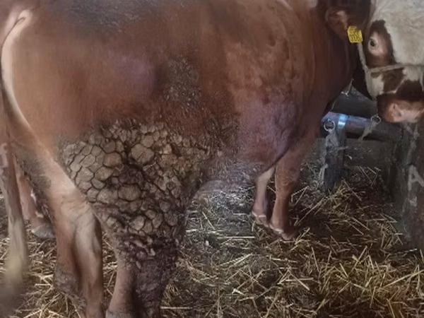 Cow, Cattle — Hungary