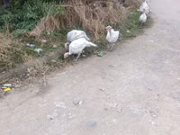Turkeys — foto 2
