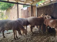 Widder, Arashan sheep — Foto 1