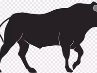 सांड, मवेशी — फ़ोटो 1