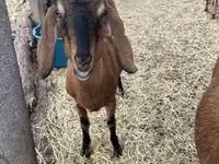 بز ماده, Nubian Goat — عکس 3