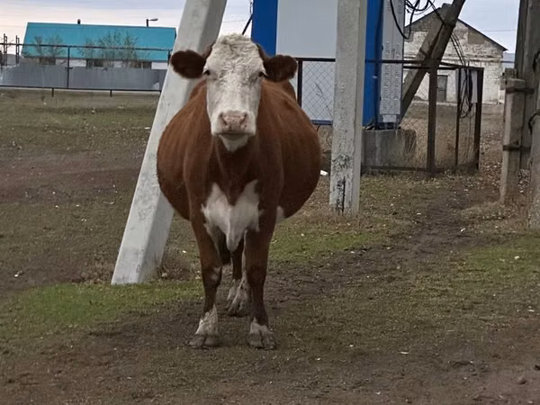 Cow, Simmental cattle — Kazakhstan