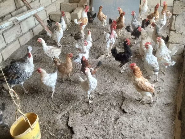 Chickens — Azerbaijan