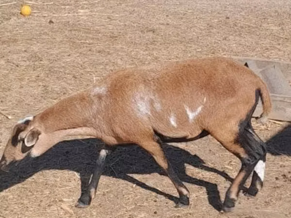 Sheep, Cameroon sheep — Hungary