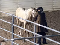 Mare, Rocky Mountain Horse — photo 6