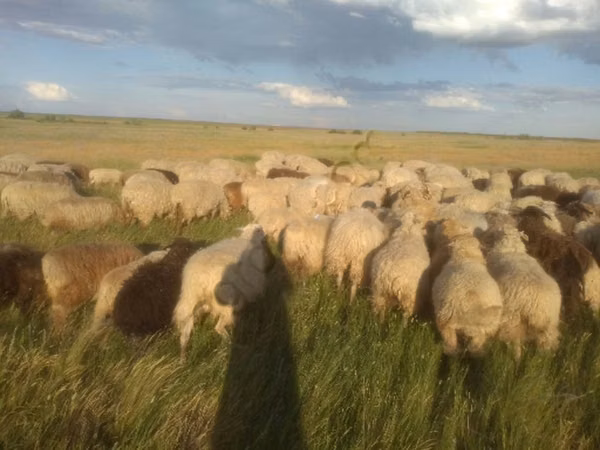 Sheep, Sheep — Russia