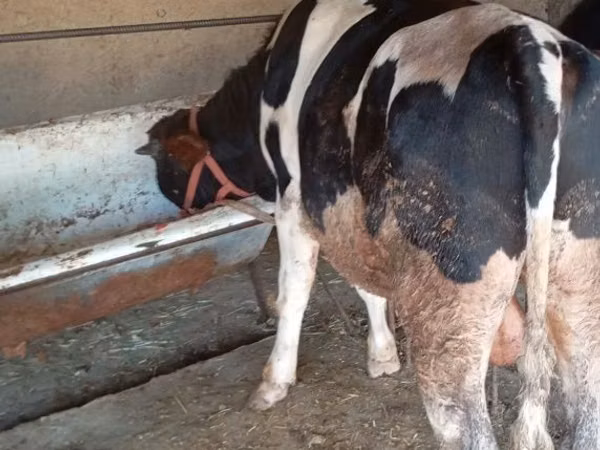 گاو نر, Russian Black pied cattle
