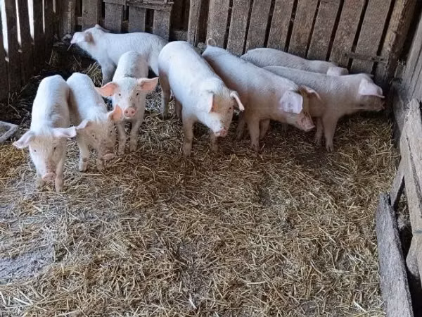 Boar, Pigs — Hungary