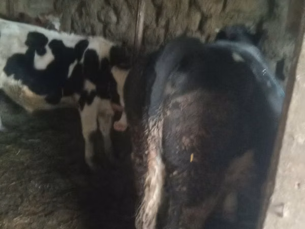 گاو نر, Russian Black pied cattle