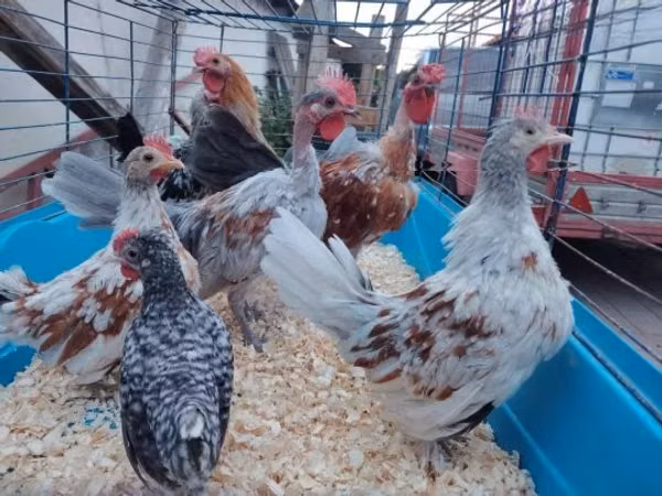 Chickens — Węgry