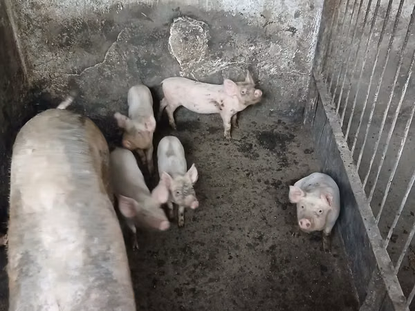 Boar, Pigs — Moldova